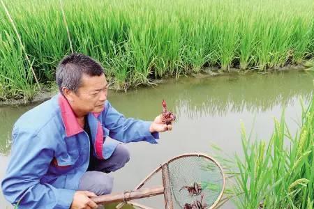 虾池经常抽水好吗