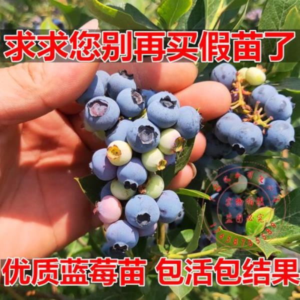 莱克西蓝莓优缺点