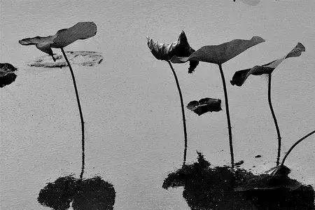 繁华落尽一场空的诗句