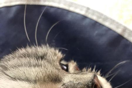 猫走过的地方有细菌吗