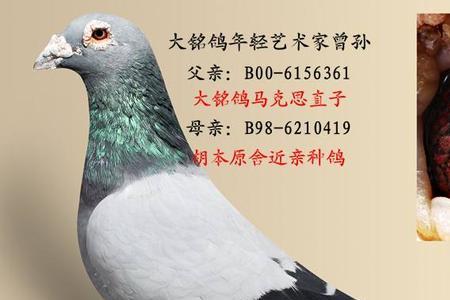 种鸽开家一般关多久