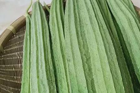 广西丝瓜的种植技术