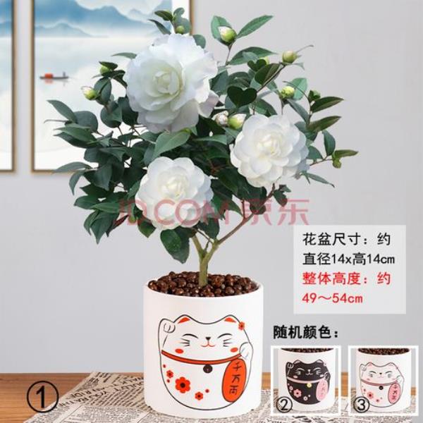 茶花专用花盆