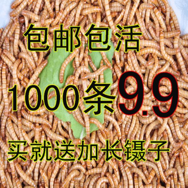 高温能杀死面条虫吗