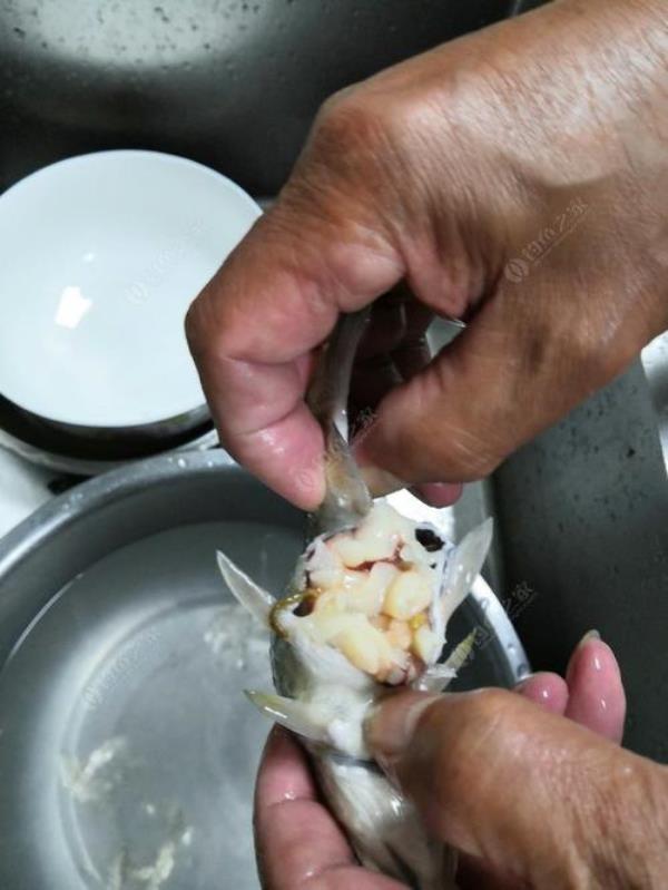 鲤鱼里面有面条虫能吃吗