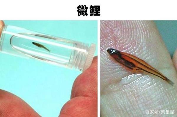 水下常浮水苔有鲤鱼钓吗