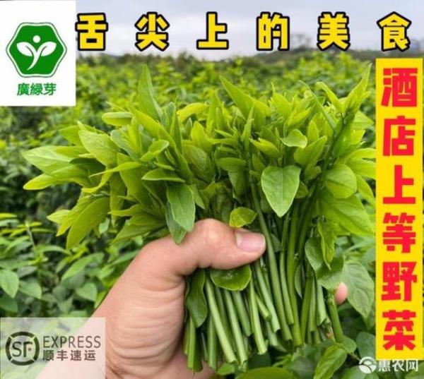 海南树仔菜种植方法
