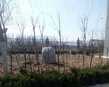 泰安福园是泰山区还是岱岳区