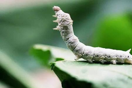 天气冷蚕不吃怎么办