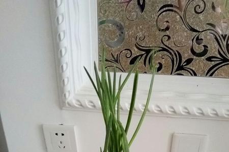 蒜苗须子可以种植吗