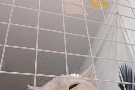 猫柜用久了臭吗