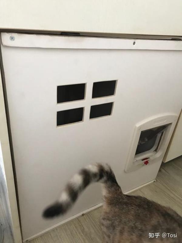 木头上，猫尿味怎么去除
