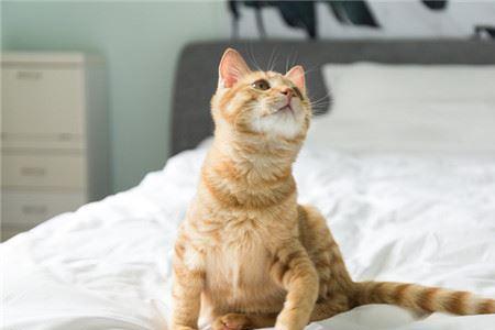 猫毛多怎么外驱