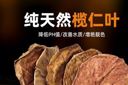 榄仁叶能用多久