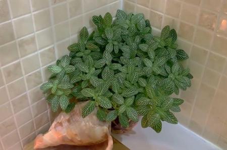 东边卫生间适合养啥阔叶植物好