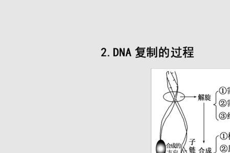 dna复制的产物去向