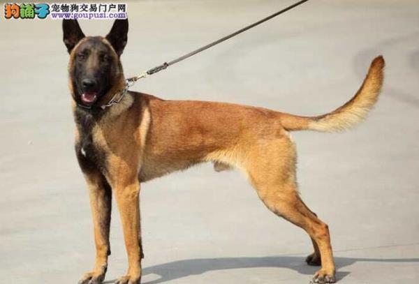 马犬能吹空调吗