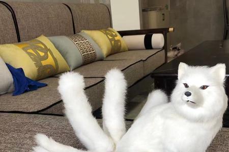 养了个猫如何养九尾狐