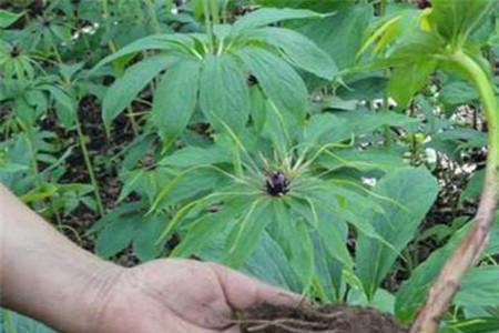 根达种植方法和时间