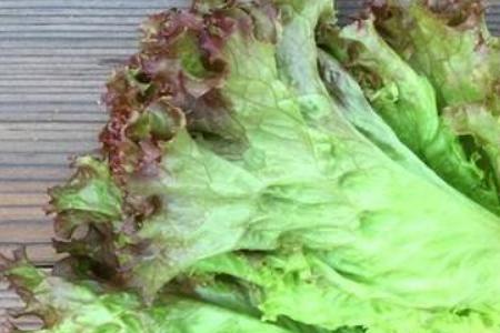 红生菜和绿生菜的区别