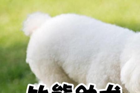 幼犬可以喝什么