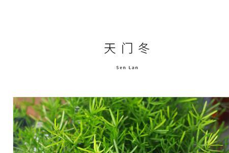 盆栽天门冬竹丝怕晒吗