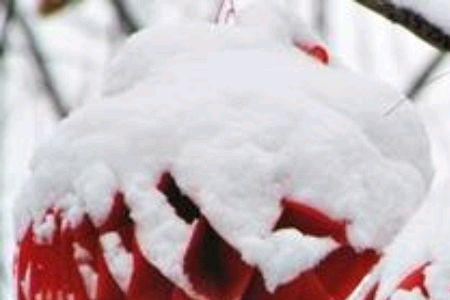 瑞雪兆丰年的上一句是什么