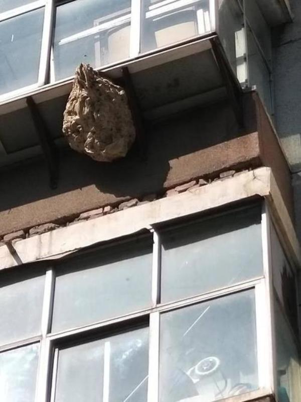 为什么窗户外有蜂窝