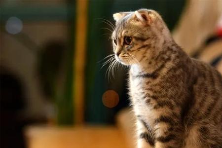 两年的猫相当于人多少岁