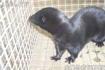 个人可以养水貂吗