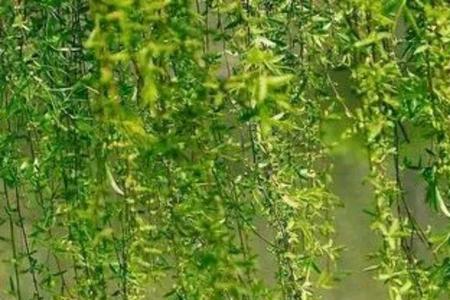 观花观柳欢竹翠，下联