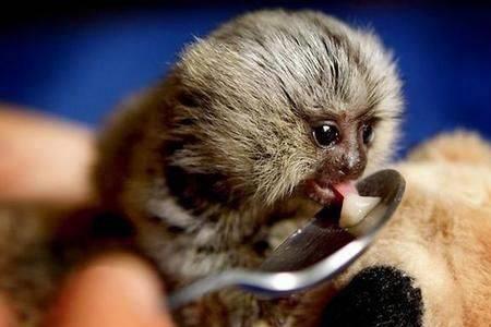 墨猴一只多少元