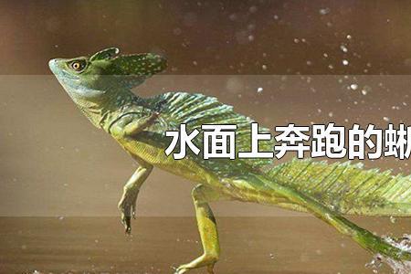人要在水面跑起来,要多大的速度
