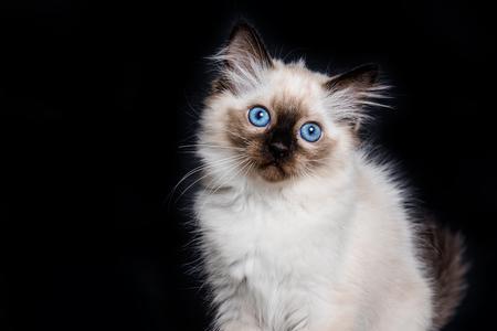 粉布偶紫卡区别