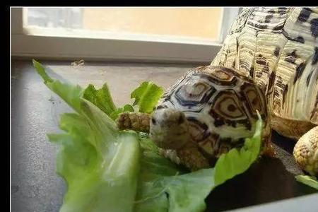 苏卡达喂食频率