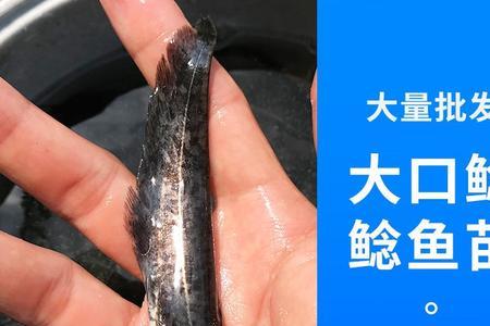地里挖出鲶鱼说明什么