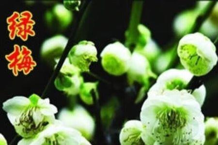 骨里红梅花什么时候换盆