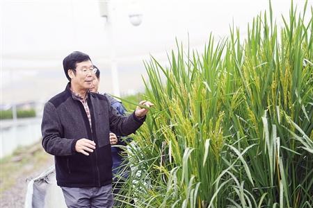 广西抗倒伏水稻品种