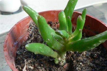 夏季吸财树怎么扦插