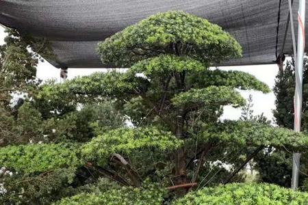 别墅院子里能种松树吗