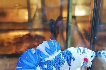 海河针鱼好养么