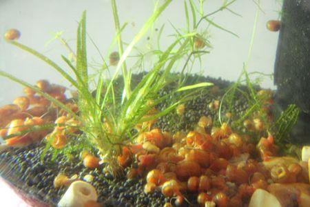 苹果螺耐热