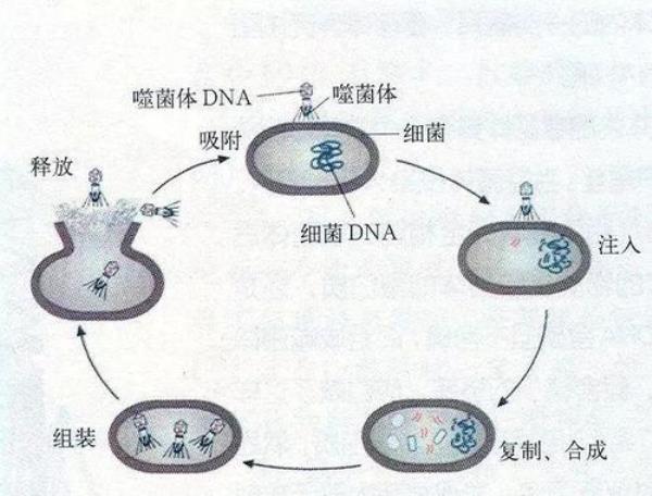细菌分裂的计算公式