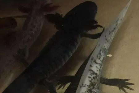 六角龙鱼身上为什么有红血斑
