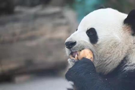 熊猫的肉能吃吗