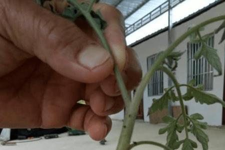 菜烂根处理方法