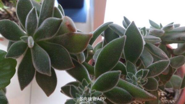 为什么锦晃星叶片越来越小