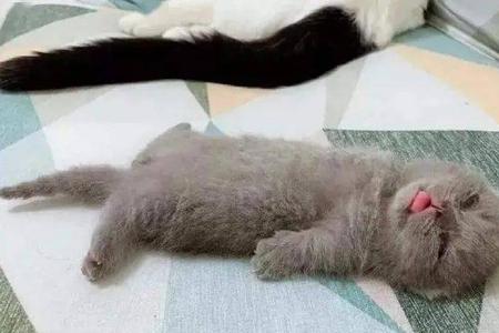 怎么看小奶猫的公母