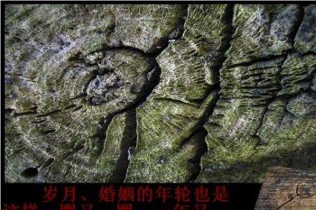 歌词一年又一年的年轮