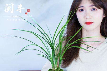兰花大唐盛世需要春化吗